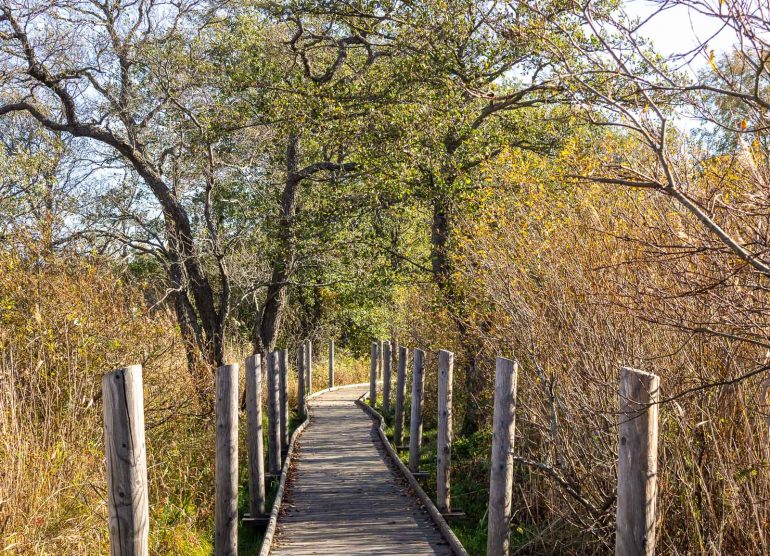 Lammassaaren pitkospuut