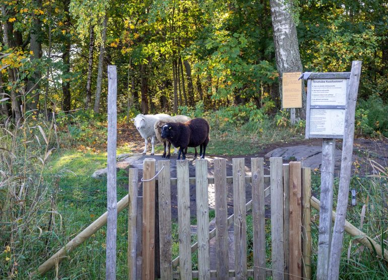 Lammassaari ja Kuusiluoto