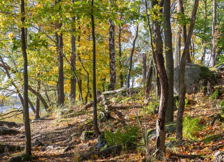 Lammassaari ja Kuusiluoto