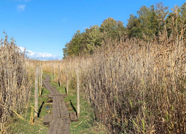 Lammassaari ja Kuusiluoto