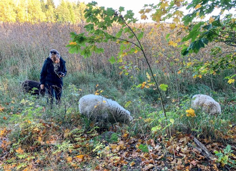 Lammassaari ja Kuusiluoto