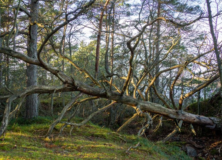 Porkkalan niemi Porkkala