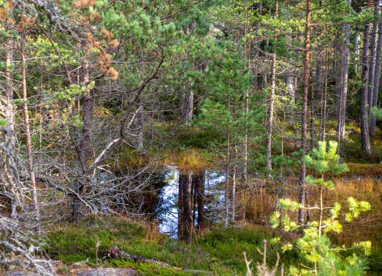 Porkkalan niemi Porkkala