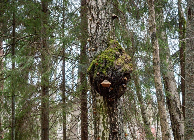 Glimsinjoen luontopolku
