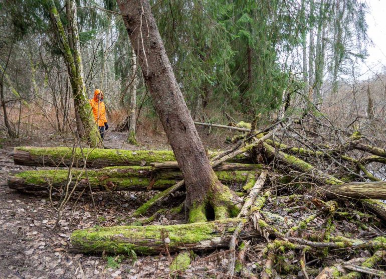 Glimsinjoen luontopolku