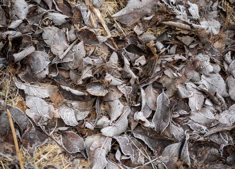 Jäätyneitä lehtiä joulukuussa