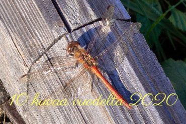 10 kuvaa vuodelta 2020