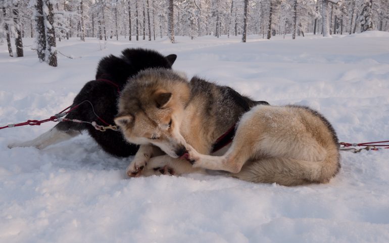 Kakslauttanen 2018 Tammikuun kuvia