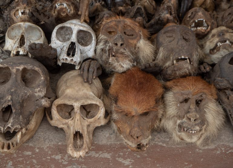 Togo 2019 Tammikuun kuvia