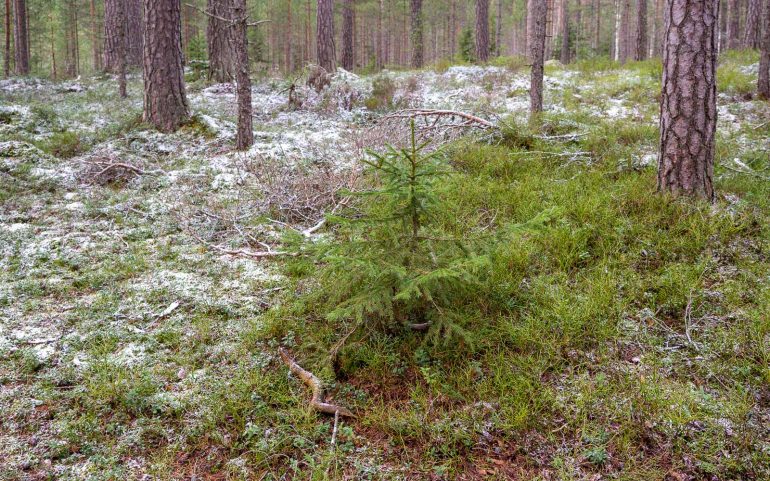 Joululta säästynyt pieni kuusi Tapaninpäivänä