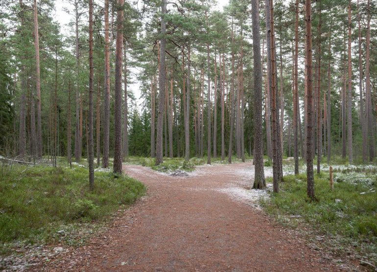 Hienoinen lumipeite jo Tapaninpäivänä metsässä