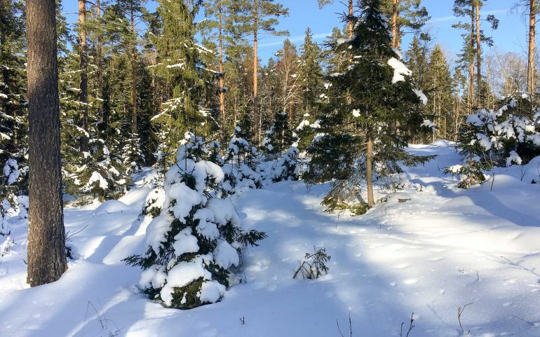 Lumikenkäily metsässä