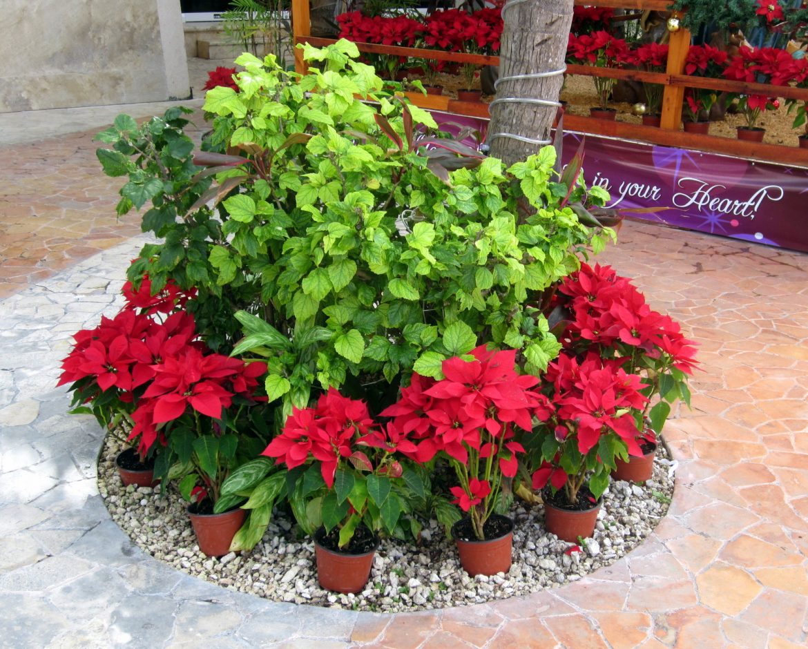 Joulutunnelmaa Cozumel Meksiko